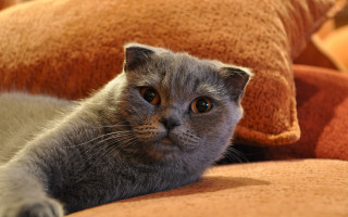 Cat couch pillow cat portrait - a photocopy free wallpaper