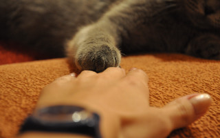 Petting cat remote control bed - a remote control free wallpaper