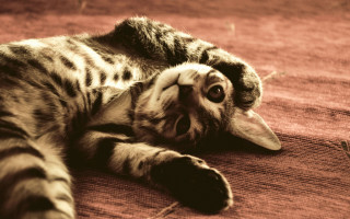 Cat back rug eyes tongue - a rug free wallpaper