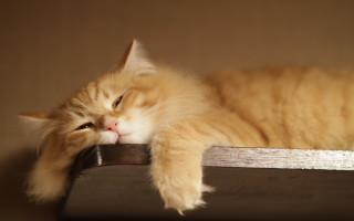 Sleeping cat wooden shelf remote - remote free wallpaper
