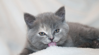 Small gray kitten white blanket - grey background free wallpaper