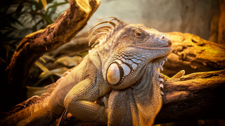 Large lizard tree branch zoo - david young cameron free wallpaper