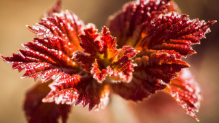 Red flower water droplets macro 9 - a red flower free wallpaper