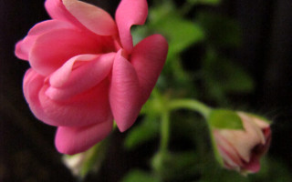 Pink flower green leaves blurry 20 - the background and a blurry background behind free wallpaper