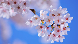 Cherry flowers blue sky macro - naturalism free wallpaper