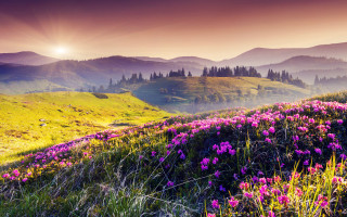 Flower field mountains sunset sunbeam - edi rama free wallpaper