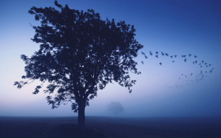 Birds tree foggy field dusk - a flock of birds free wallpaper
