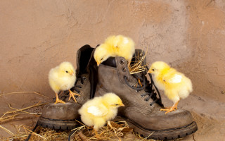 Boots chicks wall straw surrealism - digital art free wallpaper