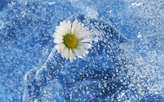 Flower bubbles water ecological macro - the surface of the water free wallpaper