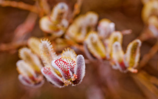 Flower macro blurry bokeh chromatic - small free wallpaper