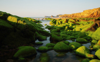 River forest hillside mossy shore - mossy free wallpaper