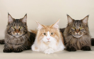 Three cats white surface looking - the camera free wallpaper