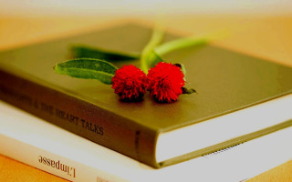 Book flower table leaf art - a red flower free wallpaper