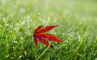Red leaf dew bokeh nature - shallow free wallpaper