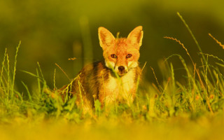 Sad fox grass autumn blurry - a fox free wallpaper
