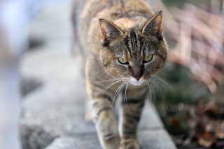 Cat wall sun blurry background - a cat free wallpaper