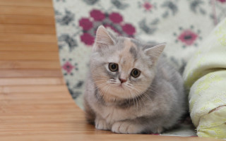 Small kitten wooden floor flower - a wooden floor next free wallpaper