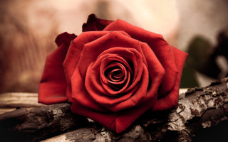 Red rose forest macro bouquet - background free wallpaper