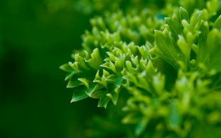 Green plant leaves macro shallow - a green plant free wallpaper