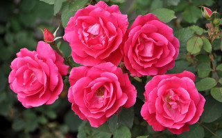 Pink roses garden flower bouquet - a few pink flower free wallpaper