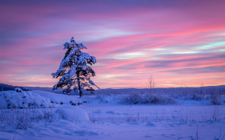 Lone tree snowy field sunset 11 - a lone tree free wallpaper