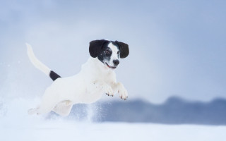 Dog jumping snow outdoors blue - photography free wallpaper