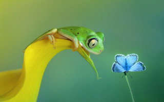 Green frog yellow flower blue - a green frog free wallpaper