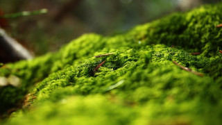 Mossy surface bokeh nature macro - a blurry background of trees and bushes free wallpaper