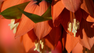 Close up flower leaves red - a close up of a bunch free wallpaper