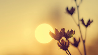 Plant sunset moonlight anamorphic flare - a close up of a plant free wallpaper