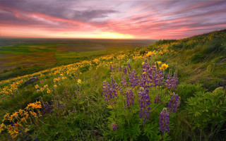 Wildflowers sunset clouds field mountains - other flower free wallpaper