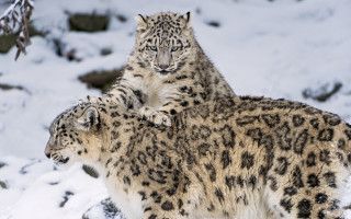 Snow leopards standing in snow - wild free wallpaper