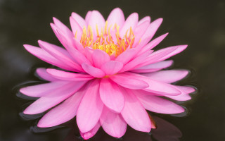 Pink flower black surface water 2 - a black surface free wallpaper