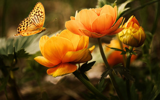 Blue butterfly over flower field - arthur quartley free wallpaper