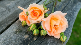 Peach roses wooden bench outdoor - rose free wallpaper