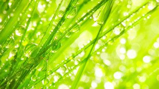Dew drops macro grass green - a close up of a grass free wallpaper