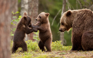 Three brown bears woods wildlife - the wood together free wallpaper