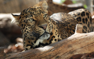 Leopard sad on branch naturalism - a tree branch in a zoo enclosure free wallpaper