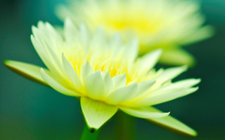 Yellow flowers green vase water - two yellow flower free wallpaper