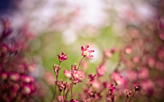 Cherry blossom macro spring flower - the background and a sky in the background free wallpaper