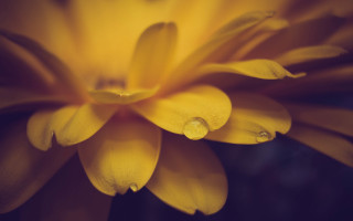 Yellow flower water droplets macro 22 - petal free wallpaper