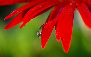 Red flower water drop macro - a red flower free wallpaper