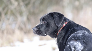 Black dog snow night starry - dof free wallpaper