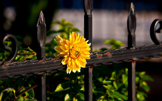 Yellow flower black fence green 2 - depth of field free wallpaper