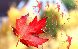 Red leaf tiny birds autumn - a blurry background free wallpaper