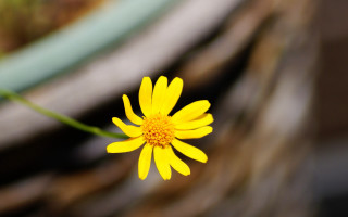 Yellow flower macro photorealism table - a table top free wallpaper