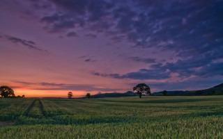 Grass sunset trees purple sky - rich moody colours free wallpaper