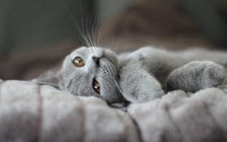 Cat back bed paw pillow - grey background free wallpaper