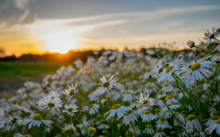 Daisy field sunset clouds blurry - a field of daisies free wallpaper