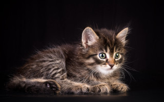 Small kitten green eyes black - a black surface free wallpaper